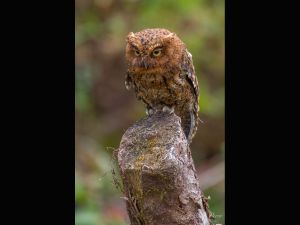 Bare-shanked Screech Owl